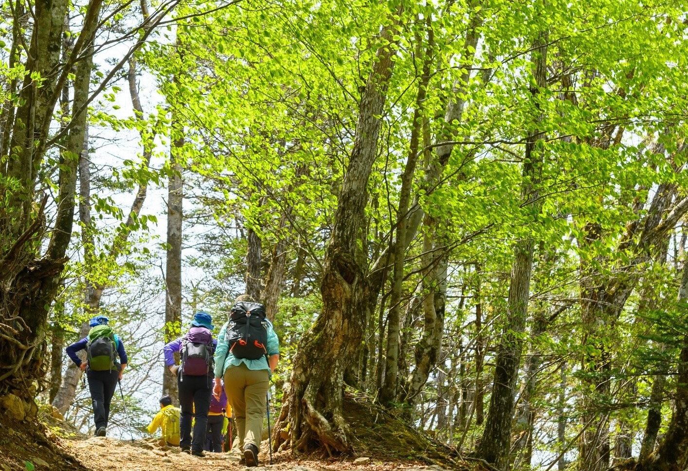 新緑登山